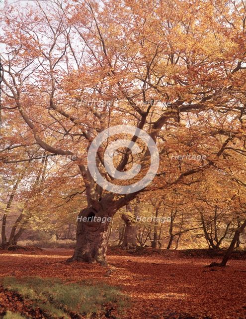 Autumn at Burnham Beeches, Buckinghamshire, c1955.  Creator: Arthur Charles Kirby Ware.