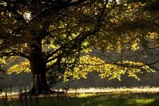 Autumn colour in the park of Kenwood House, London, c1980-c2017. Artist: Historic England Staff Photographer