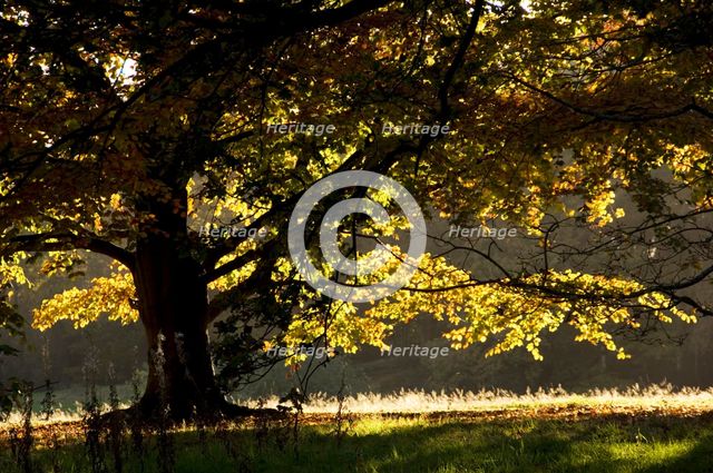 Autumn colour in the park of Kenwood House, London, c1980-c2017.   Artist: Historic England Staff Photographer.
