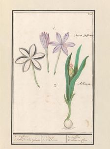 Autumn crocus (Colchicum autumnale), 1596-1610. Creators: Anselmus de Boodt, Elias Verhulst