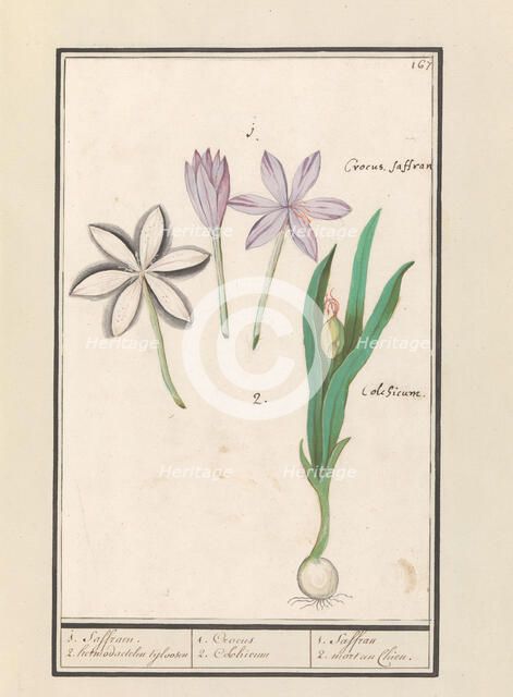 Autumn crocus (Colchicum autumnale), 1596-1610. Creators: Anselmus de Boodt, Elias Verhulst.