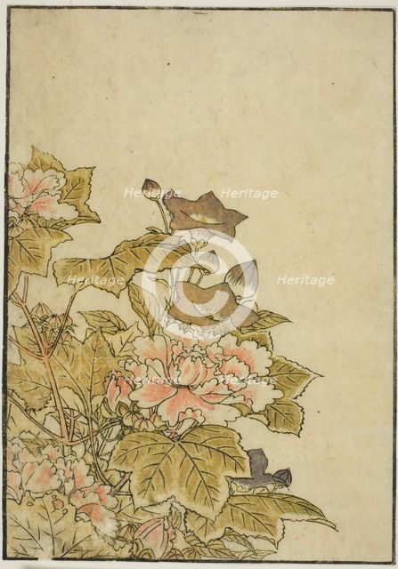 Autumn Flowers: Peonies and Bellflowers, from the book "Mirror of Beautiful Women of the..., 1776. Creator: Shunsho.