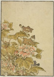 Autumn Flowers: Peonies and Bellflowers, from the book "Mirror of Beautiful Women of the..., 1776. Creator: Shunsho