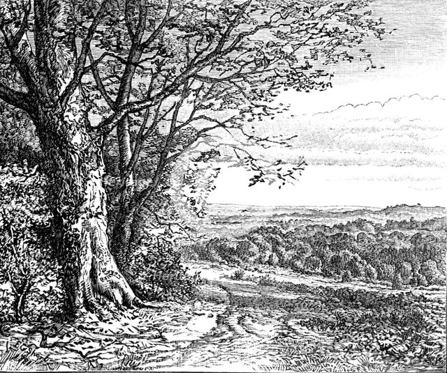 Autumn from Bramble Hill: from "Autumnal Leaves" (Sketches in the New Forest), 1881. Creator: James Davis Cooper.