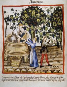 Autumn: Grape harvest and winemaking, 14th century. Creator: Unknown