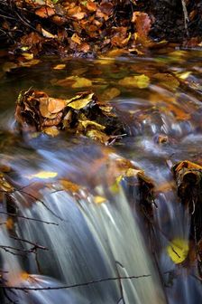 Autumn leaves in a stream above a waterfall, 2009. Artist: James McCormick