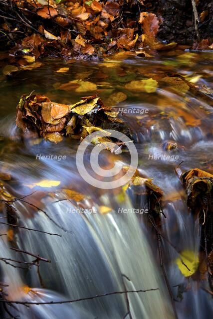 Autumn leaves in a stream above a waterfall, 2009. Artist: James McCormick.