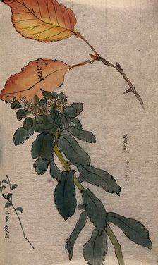 Autumn leaves of a beech tree (Fagus species) and two unidentified leafy stems. Creator: Unknown