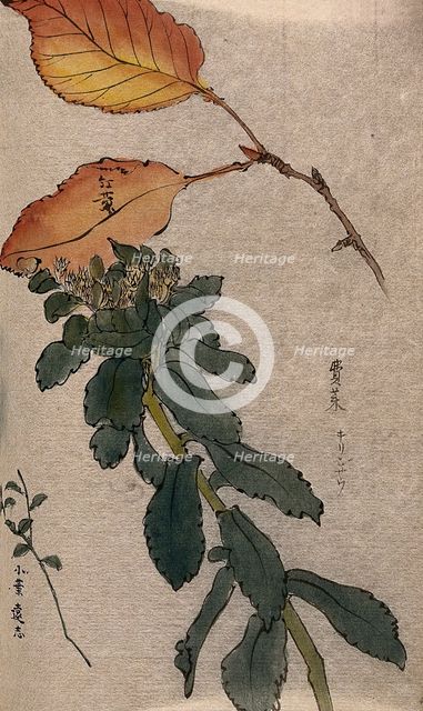 Autumn leaves of a beech tree (Fagus species) and two unidentified leafy stems. Creator: Unknown.