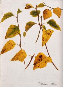Autumn leaves of alder (Alnus species)., c19th century. Creator: Unknown