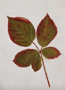 Autumn leaves of bramble (Rubus species), c19th century. Creator: Unknown