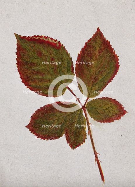 Autumn leaves of bramble (Rubus species), c19th century. Creator: Unknown.