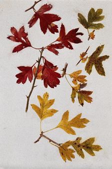 Autumn leaves of hawthorn (Crataegus), c1900s. Creator: Unknown