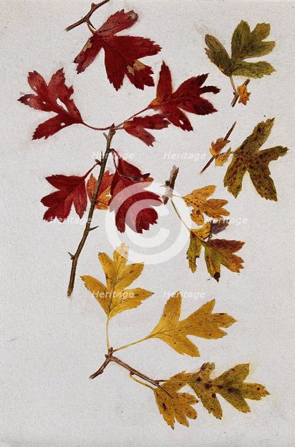 Autumn leaves of hawthorn (Crataegus), c1900s. Creator: Unknown.