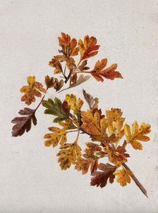 Autumn leaves of hawthorn (Crataegus), c1900s. Creator: Unknown