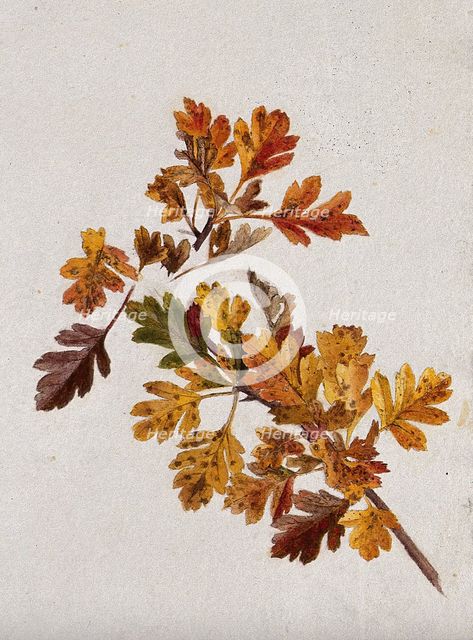 Autumn leaves of hawthorn (Crataegus), c1900s. Creator: Unknown.