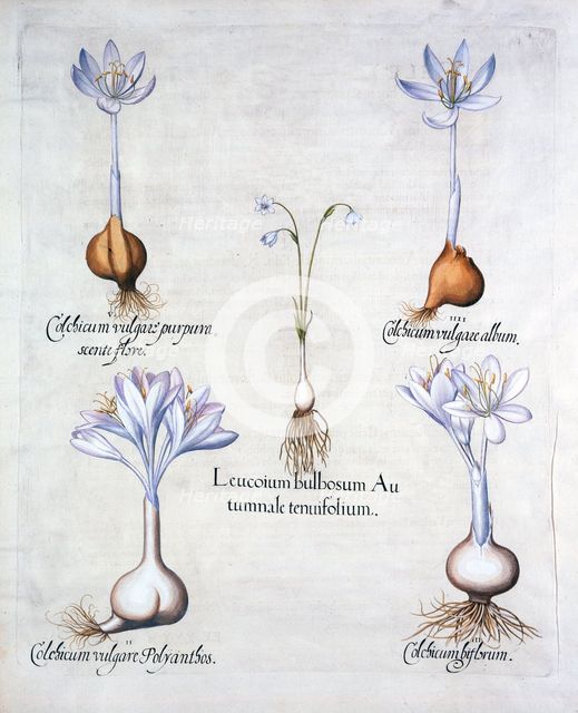 Autumn Snowflake and Meadow Saffrons, from 'Hortus Eystettensis', by Basil Besler (1561-1629), pub. 