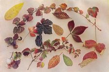 Autumn Tints c1903. Artist: John Swain & Son