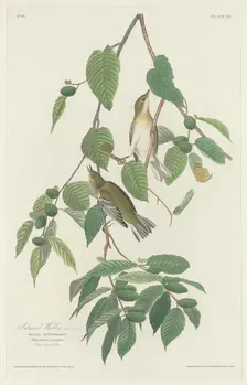 Autumnal Warbler, 1830. Creator: Robert Havell