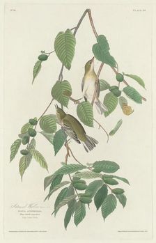 Autumnal Warbler, 1830. Creator: Robert Havell