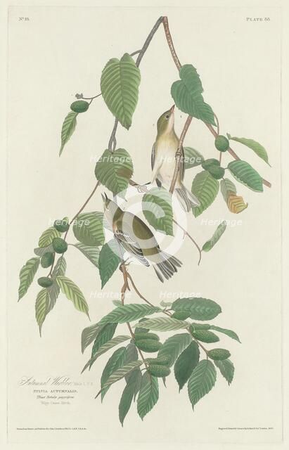 Autumnal Warbler, 1830. Creator: Robert Havell.