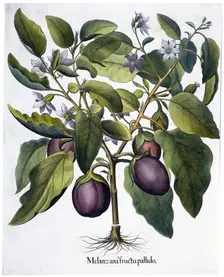 Aubergine, 1613. Creator: Unknown