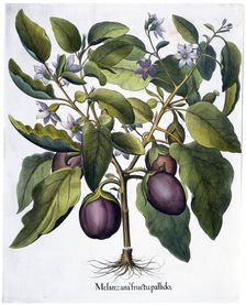 Aubergine, 1613. Creator: Unknown