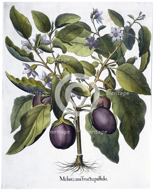 Aubergine, 1613. Artist: Unknown