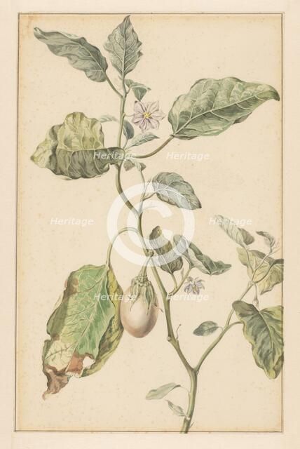 Aubergine plant, 1744-1805. Creator: Jan Jansz. van der Vinne.