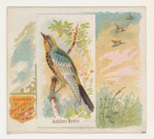 Audobons Warbler, from the Song Birds of the World series (N42) for Allen & Ginter Cigaret..., 1890. Creator: Allen & Ginter