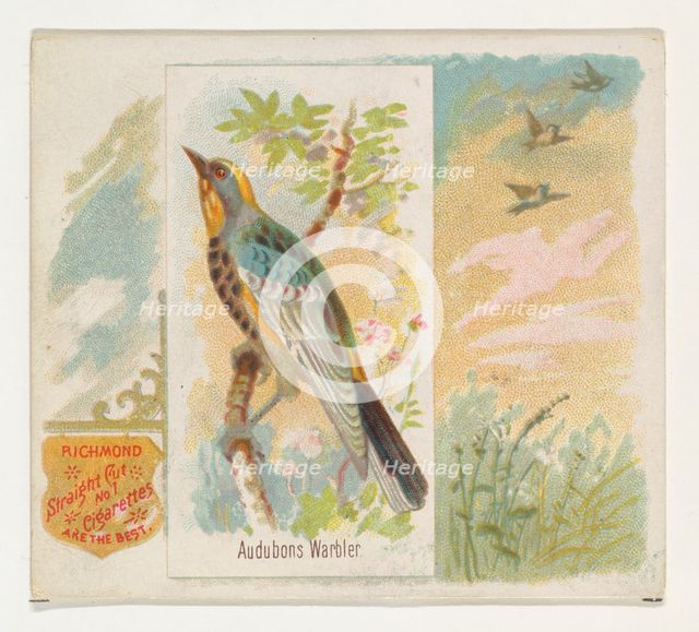 Audobons Warbler, from the Song Birds of the World series (N42) for Allen & Ginter Cigaret..., 1890. Creator: Allen & Ginter.