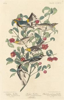 Audubon's Warbler, Hermit Warbler and Black-throated Gray Warbler, 1837. Creator: Robert Havell