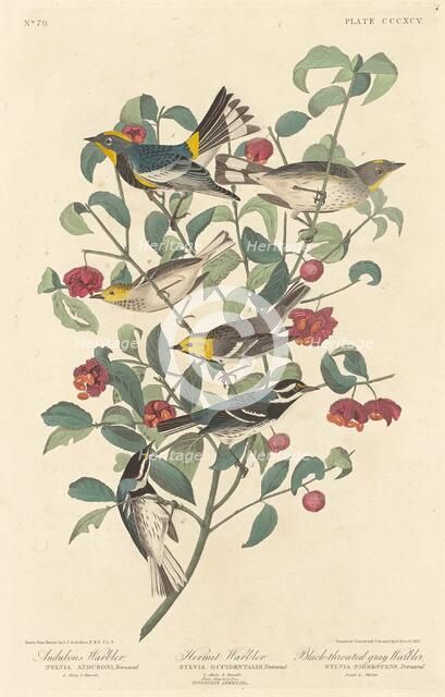 Audubon's Warbler, Hermit Warbler and Black-throated Gray Warbler, 1837. Creator: Robert Havell.