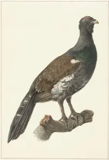 Auerhaan, 1759-1842. Creator: Pieter Bartholomeusz. Barbiers