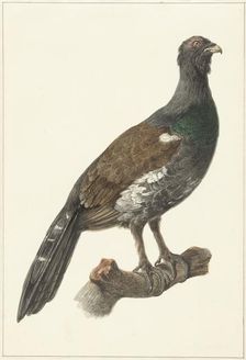 Auerhaan, 1759-1842. Creator: Pieter Bartholomeusz. Barbiers