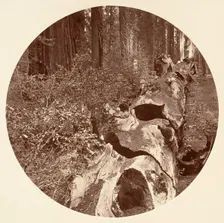 Auld Reckie - C. Grove, ca. 1878. Creator: Carleton Emmons Watkins