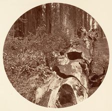 Auld Reckie - C. Grove, ca. 1878. Creator: Carleton Emmons Watkins