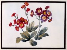 Auricula, c. 1690 (gouache on paper). Creator: Claude Aubriet (1665-1742)