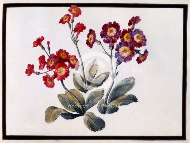 Auricula, c. 1690 (gouache on paper). Creator: Claude Aubriet (1665-1742).