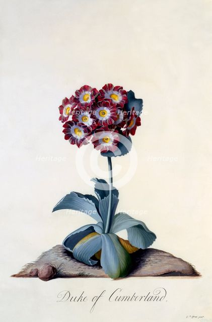 Auricula "Duke of Cumberland" c. 1743 (hand coloured engraving). Creator: "Georg Dionysius Ehret (1710 - 70); Ehret, Georg Dionysius (1710-1770)".