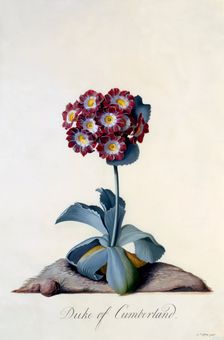 Auricula "Duke of Cumberland" c. 1743 (hand coloured engraving). Creator: "Georg Dionysius Ehret (1710 - 70); Ehret, Georg Dionysius (1710-1770)"
