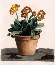 Auricula in a Pot, c. 1840's