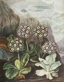 Auriculas c1802-1821, (1948). Creator: Thomas Baxter