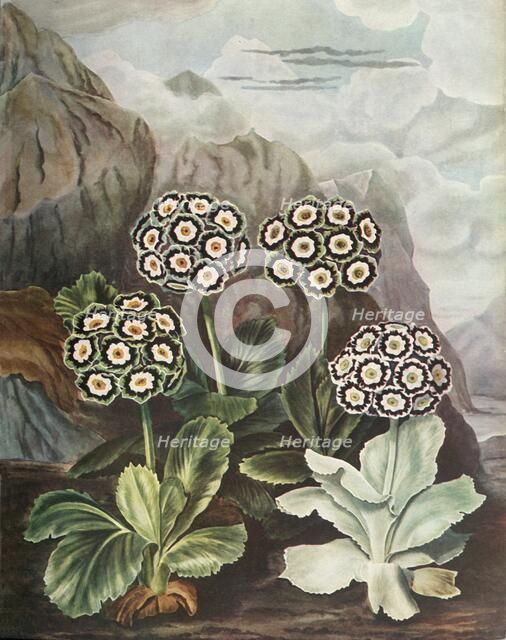 'Auriculas', c1802-1821, (1948).  Creator: Thomas Baxter.