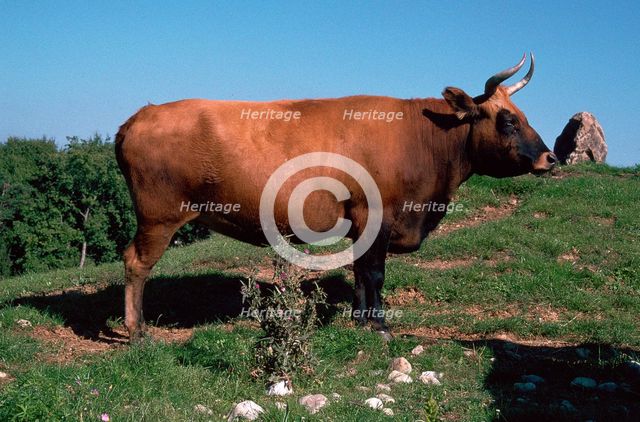 Auroch, a primitive breed of cattle re-introduced today by selective breeding. Artist: Unknown