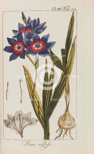 Auswahl schöner und seltener Gewächse, 1795-1798. Creator: Zorn, Johannes (1739-1799).