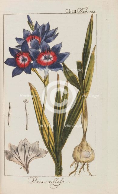 Auswahl schöner und seltener Gewächse, 1795-1798. Creator: Zorn, Johannes (1739-1799).