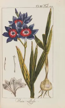 Auswahl schöner und seltener Gewächse, 1795-1798. Creator: Zorn, Johannes (1739-1799)