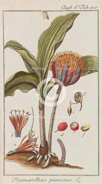 Auswahl schöner und seltener Gewächse, 1795-1798. Creator: Zorn, Johannes (1739-1799).