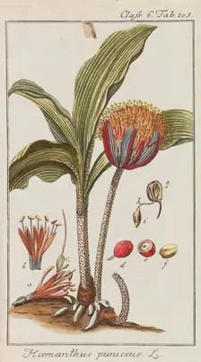 Auswahl schöner und seltener Gewächse, 1795-1798. Creator: Zorn, Johannes (1739-1799)